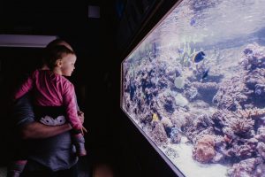 Oceanarium Gdynia Zwiedzamy Akwarium Tr Jmiasta Z Dzieckiem