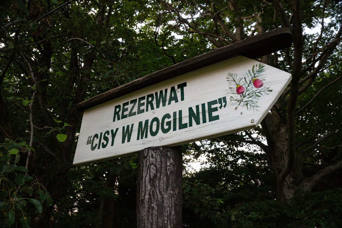 Rezerwat Cisy w Mogilnie