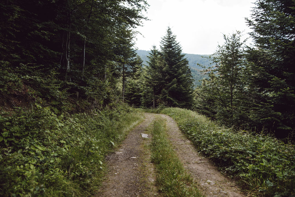 Zejście drogą z Sokołowskiej Góry
