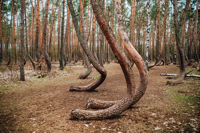 Krzywe Drzewa w Polsce