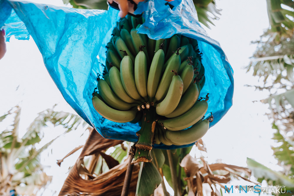 Plantacja bananów - Banana Plantation