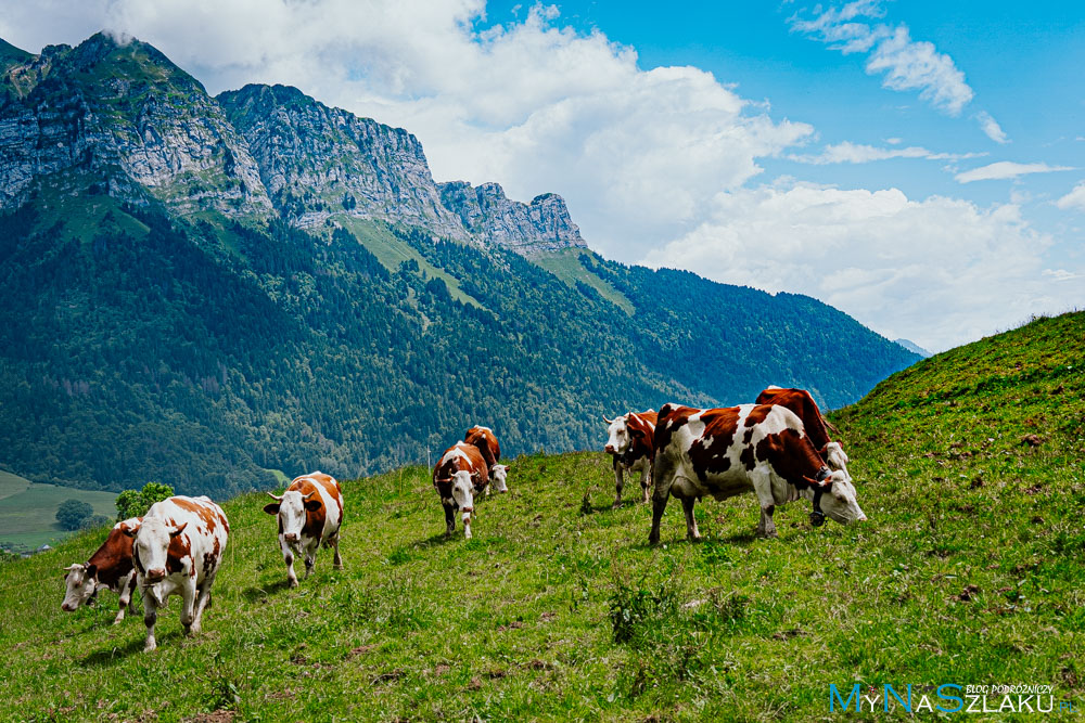 ALPY FRANCUSKIE - Podróż pod Mont Blanc. 22 miejsca, które zobaczyliśmy. PLAN NA 6 DNI